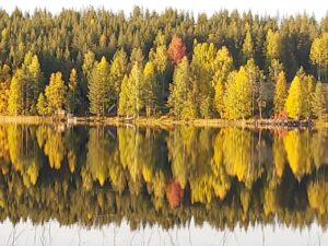 Tee ruskaretki ja opi luonnossa! Vinkit 7 upeaan retkipaikkaan, lähimetsän havainnointiin ja tulostettava tehtävä lapsille