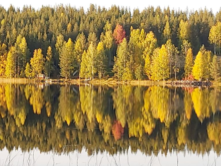 Tee ruskaretki ja opi luonnossa! Vinkit 7 upeaan retkipaikkaan, lähimetsän havainnointiin ja tulostettava tehtävä lapsille
